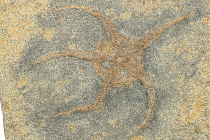 Ordovician Brittle Star (Ophiura) - Morocco #249057